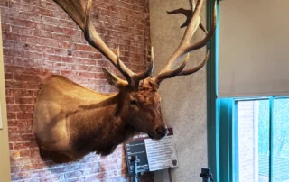 Kerr Elk